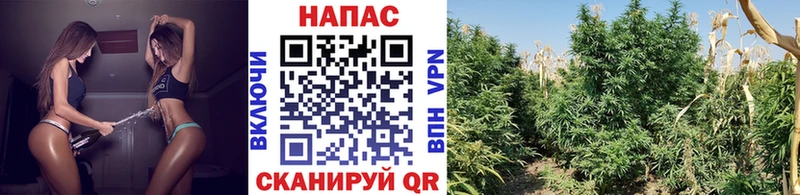 Каннабис сатива  Краснодар 